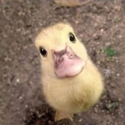 pleading-duckling