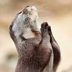 pleading-otter