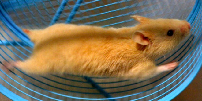 hamster-on-wheel