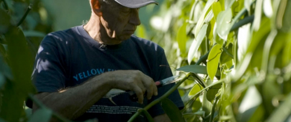 john-ross-vanilla-plantation